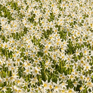 USA, Washington State. Pattern of Avalanche Lily (Erythronium montanum) in subalpine