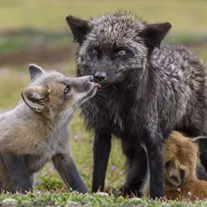 USA, Washington State. Red fox with European rabbit prey