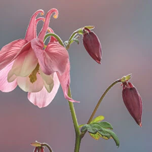 USA, Washington State, Seabeck. Columbine blossom close-up
