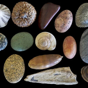 USA, Washington State, Seabeck. Display of shells and rocks