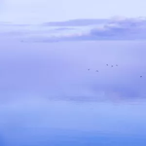 USA, Washington State, Seabeck. Ducks flying over Hood Canal