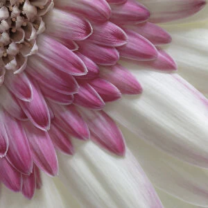 USA, Washington State, Seabeck. Gerbera daisy flower close-up