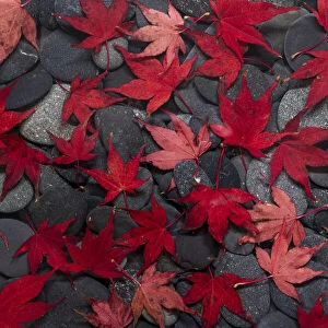 USA, Washington State, Seabeck. Japanese maple leaves on river rocks