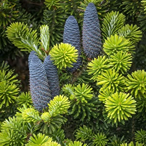USA, Washington State, Seabeck. Korean spruce tree with cones