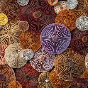 USA, Washington State, Seabeck. Panoramic montage of mushrooms