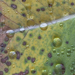 USA, Washington State, Seabeck. Rain drops on fallen salal leaf