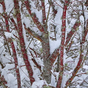 USA, Washington State, Seabeck. Snow-covered coral bark Japanese maple tree. Credit as