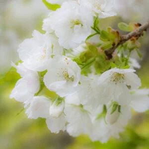 USA, Washington State, Seattle, Washington Arboretum, Springtime cherry blooming