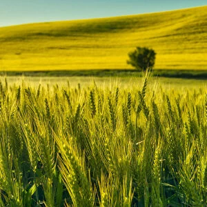 USA, Washington State, Winter wheat field close up