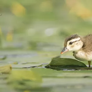 USA, Washington State. Wood Duck (Aix sponsa) duckling on lily pad in western Washington