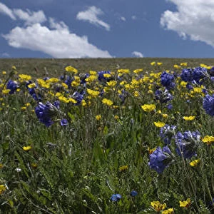 USA, Wyoming. Alpine Avens and Sky Pilot, meadow of wildflowers with clouds, Panoramic
