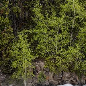 USA, Wyoming. Budding trees, La Grange Cascade, Yellowstone National Park