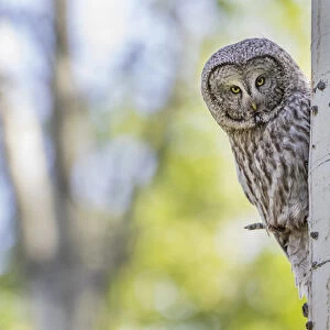 USA, Wyoming, Grand Teton National Park, an adult Great Gray Owl stares from behind