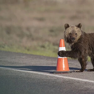 USA, Wyoming, Grand Teton National Park. Yearling grizzly cub plays with traffic cone on road