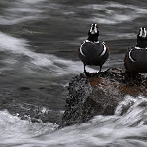 USA, Wyoming. Harlequin ducks, La Grange Cascade, Yellowstone National Park