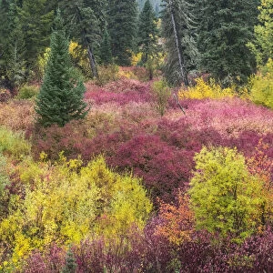 USA, Wyoming, Hoback fall colors along Highway 89 with Dogwood, Willow, Evergreens