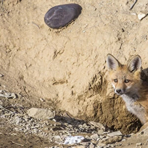 USA, Wyoming, Lincoln County, a Red Fox kit peers from its den