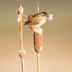 USA, Wyoming, Sublette County, Marsh Wren with cattail fluff to line nest