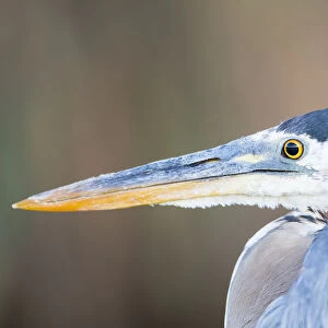 USA, Wyoming, Sublette County, Pinedale, Great Blue Heron portrait taken in July