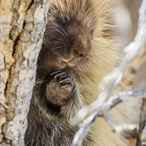 USA, Wyoming, Sublette County, a Porcupine peers from the trunk of a cottonwood tree