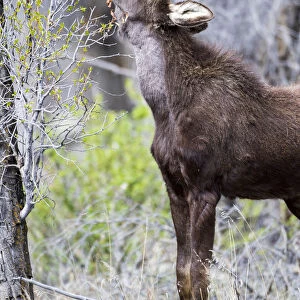USA, Wyoming, Sublette County. Yearling moose calf reaches for leaves in springtime