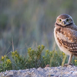 USA, Wyoming, Sublette County. Young Burrowing Owl standing at the edge of it s