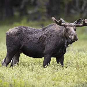 USA, Wyoming, Yellowstone National Park. Bull moose with velvet antlers. Credit as