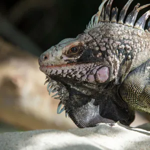 Lizards Collection: Green Iguana