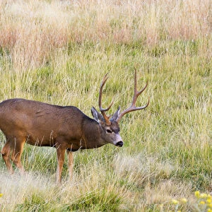 Utah, Capitol Reef National Park, mule deer
