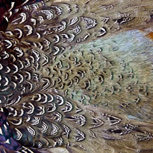 Variations on feather colors of the Ring-necked Pheasant