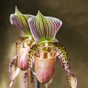 Variety of Slipper orchid Paphiopedilum