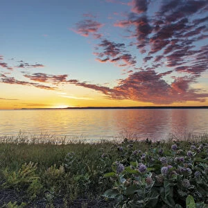 Vivid sunrise clouds over Fort Peck Reservoir and milkweed in the Charles M Russell