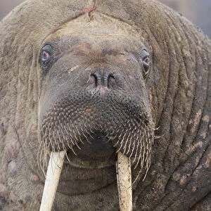 walrus (Odobenus rosmarus) close-up of head, June