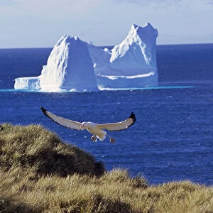 Wandering Albatross (Diomendea exulans) landing on their breeding island with iceberg in background
