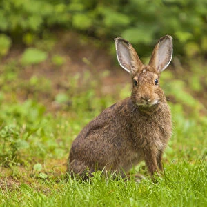 Watchful Snowshoe Hare in Summer Phase on Olympic Peninsula