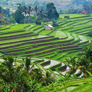 Water filled rice terraces, Bali island, Indonesia