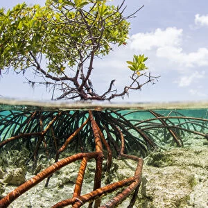 Over and under water photograph of a mangrove tree in clear tropical waters with