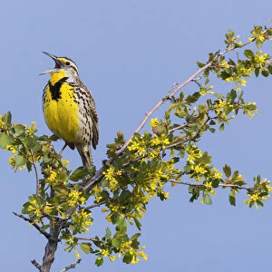Western Meadowlark Singing