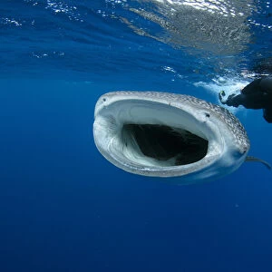 Whale Shark (Rhincodon typus) & tourist Cenderawasih Bay West Papua Indonesia