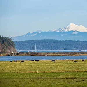 Whidbey Island, Washington State. Snowcapped Mount Baker, the Puget Sound, black cows
