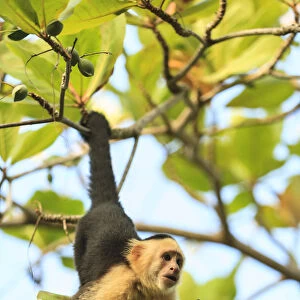 White-faced Capuchin Monkey (Cebus capucinus), native to Central America. Roatan