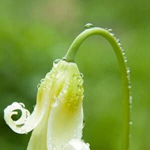 White Fawn Lily (Erythronium Oregonum)