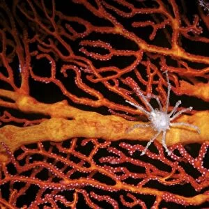 White Soft coral crab (Naxioides taurus) on red Gorgonian at Big Drop-off (Ngemelis Wall)