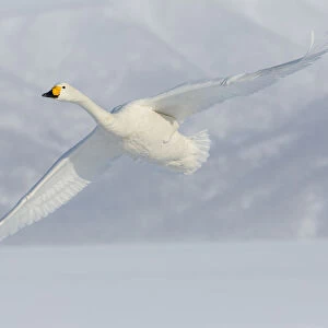 Whooper swans flying on frozen Lake Kussharo, Hokkaido