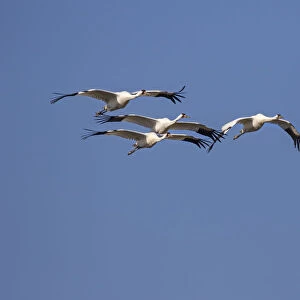 Whooping cranes (Grus americana) flock flying