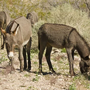 wild burro, grazing, Red Rock Canyon Area, Nevada, USA