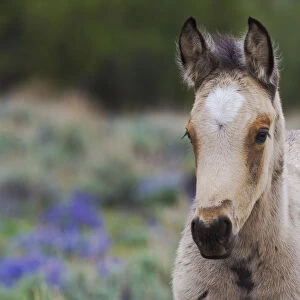 Wild Horse; young colt