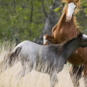 Wild horses fighting in Theodore Roosevelt National Park in North Dakota
