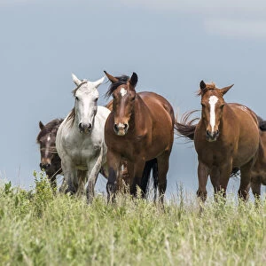 Wild horses in the Kansas Flint Hills