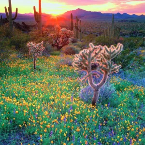 Wildflowers and cacti at sunset in Organ Pipe Cactus National Park, AZ